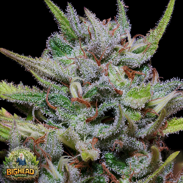 Big Head Seeds White Fire OG Kush