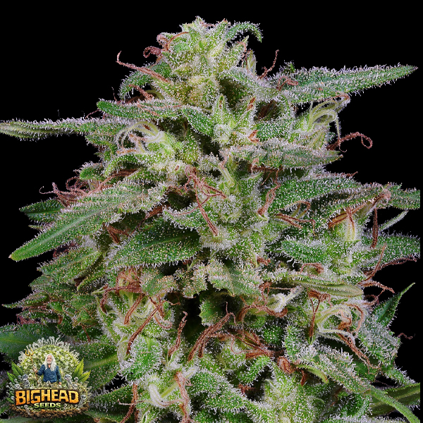 Bighead Seeds Classic Line White Widow