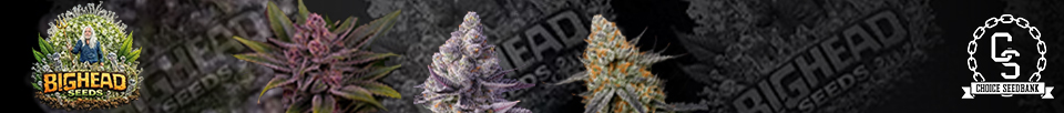 Big Head Seeds