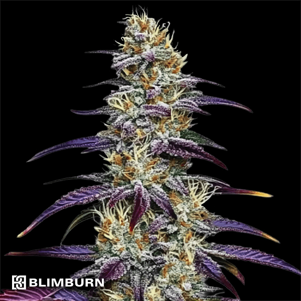 BlimBurn Seeds Blue Dream