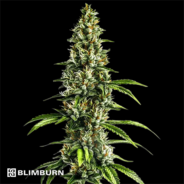 BlimBurn Seeds Chocolopez