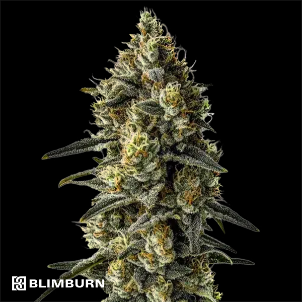 BlimBurn Seeds Cindy 99