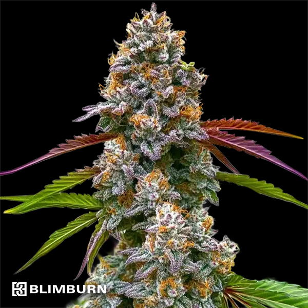 Blimburn Seeds Critical Daddy Purple