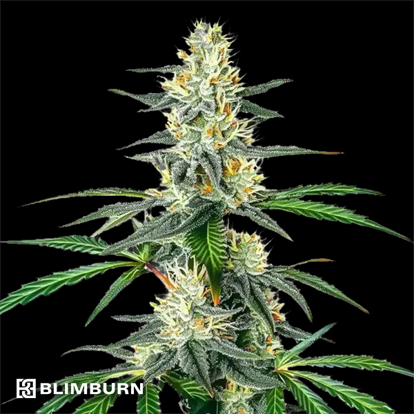 BlimBurn Seeds Dama Blanca
