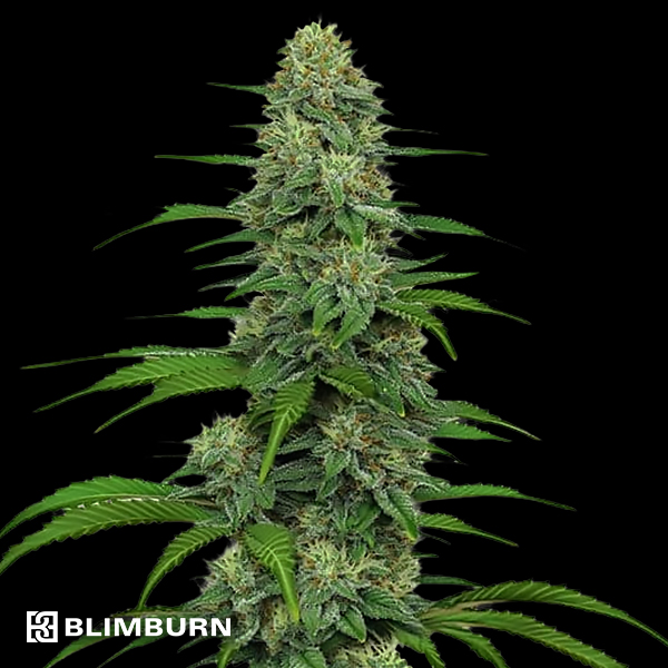 BlimBurn Seeds Gorilla G4