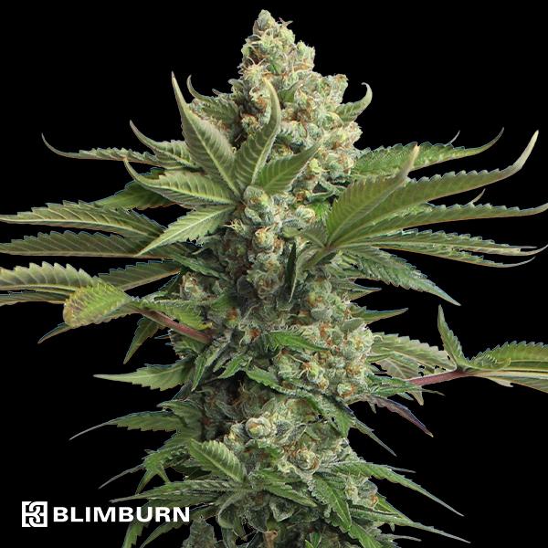 BlimBurn Seeds Gorilla G4