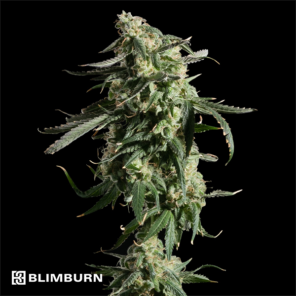 BlimBurn Seeds Girl Scout Cookies