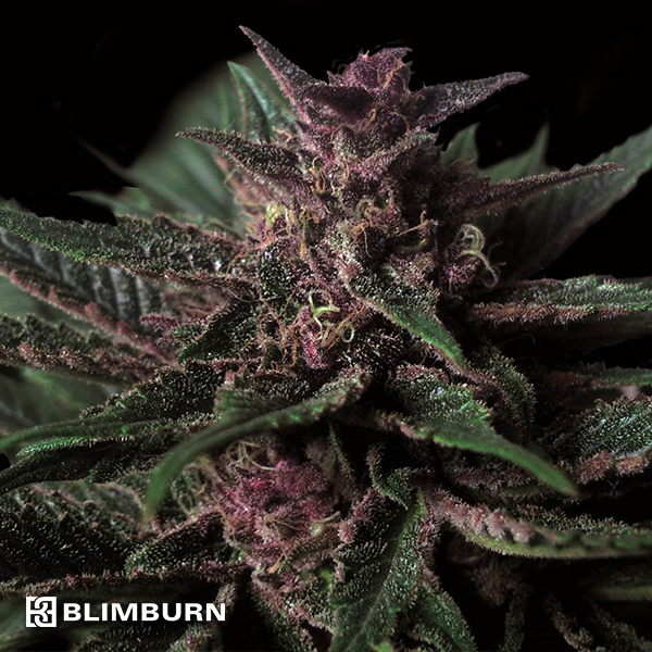 BlimBurn Seeds Grizzly Purple AUTO