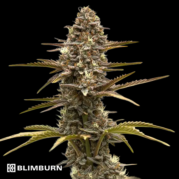 BlimBurn Seeds Grizzly Purple Kush