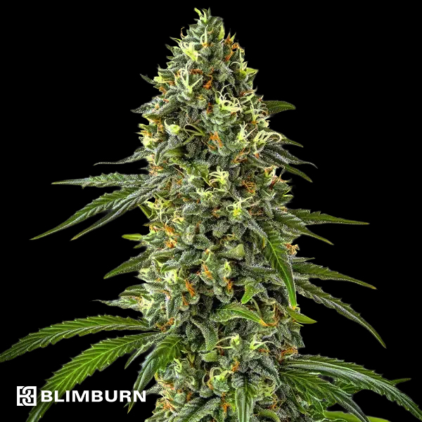 BlimBurn Seeds Guanabana