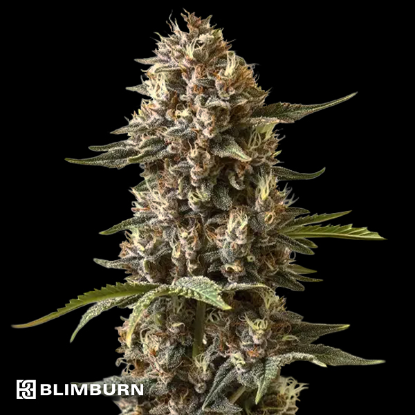 BlimBurn Seeds Kabrales