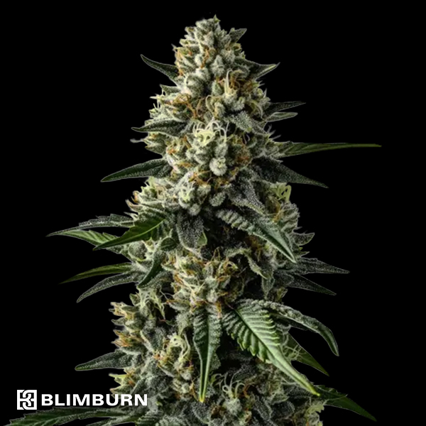 BlimBurn Seeds Mango