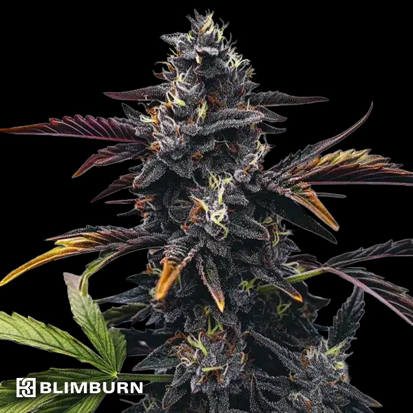 BlimBurn Seeds Narkosis