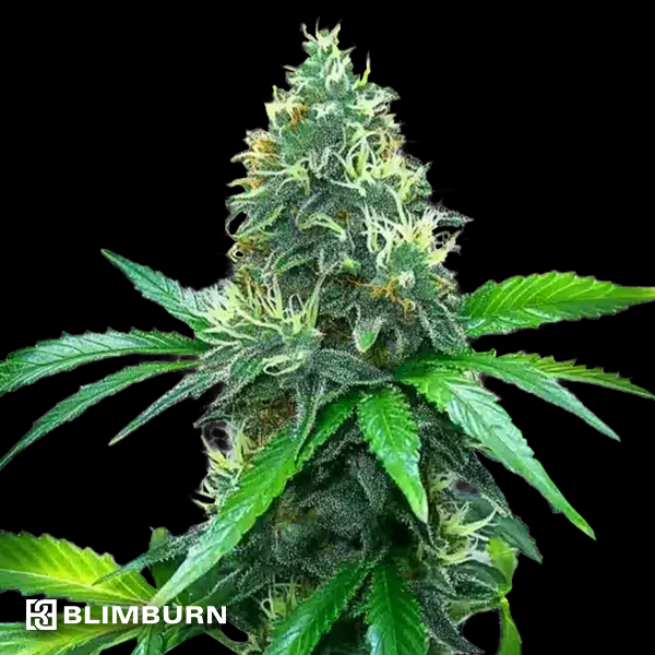 BlimBurn Seeds OG's Kush
