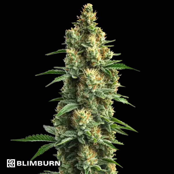 BlimBurn Seeds Orka