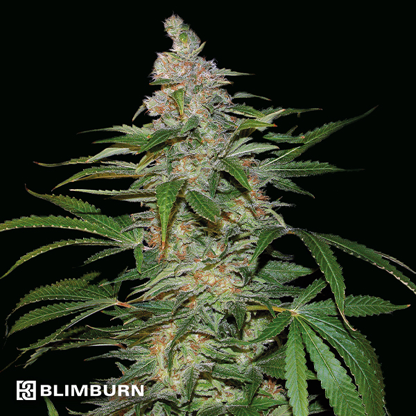 BlimBurn Seeds Santa Muerte