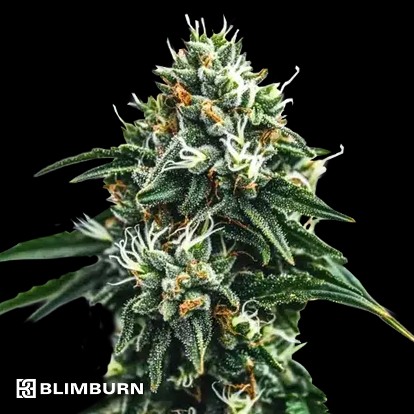 BlimBurn Seeds Scrambler Haze