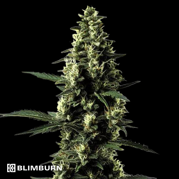 BlimBurn Seeds Silver Surfer Haze