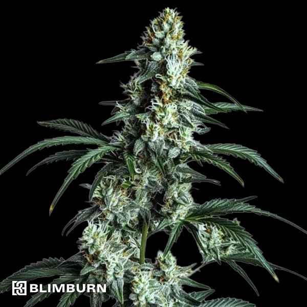 BlimBurn Seeds Sour Diesel