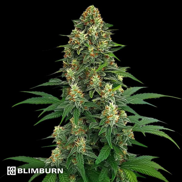 BlimBurn Seeds NIKKI & SWAMI'S TAANGIE