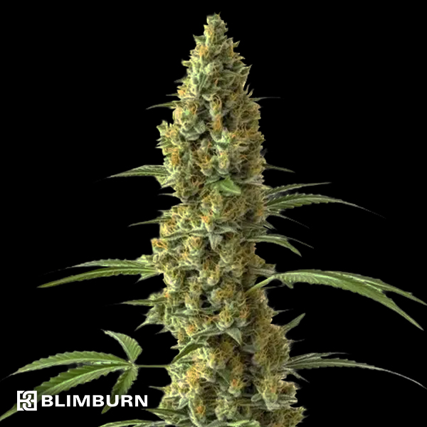 BlimBurn Seeds Tijuana