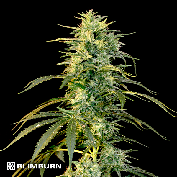 BlimBurn Seeds Wombat