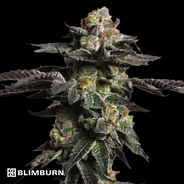 BlimBurn Seeds Zombie Death Fuck