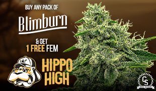 Blimburn Hippo High
