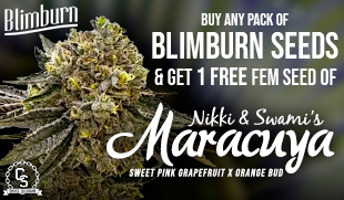 Blimburn Seeds Nikki and Swami's Maracuya