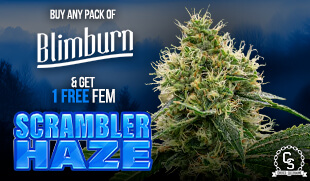 Blimburn Scrambler Haze