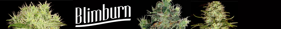 BlimBurn Seeds