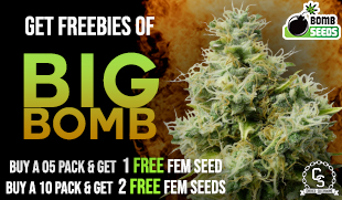 Bomb Seeds Big Bomb