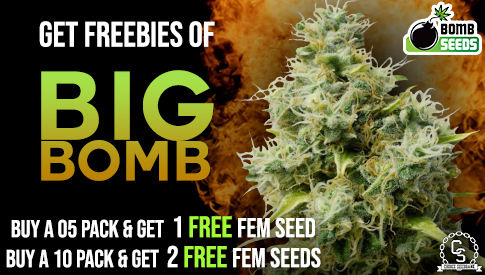 Bomb Seeds Big Bomb