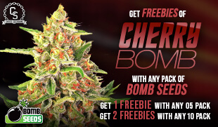 Bomb Seeds Cherry Bomb