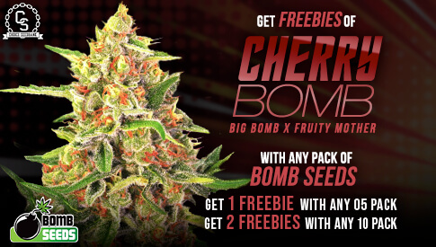 Bomb Seeds Cherry Bomb
