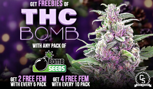 Bomb Seeds - THC Bomb