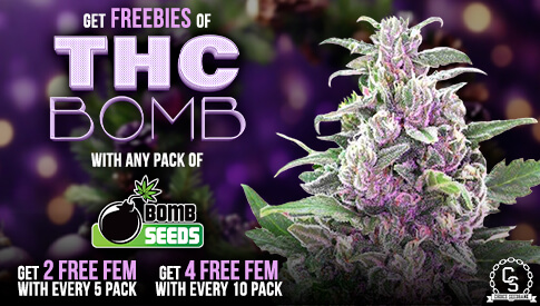 Bomb Seeds - THC Bomb
