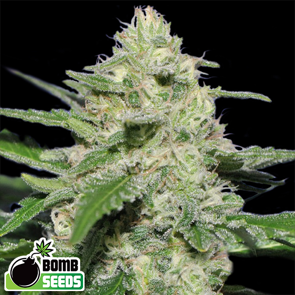 Bomb Seeds Widow Bomb
