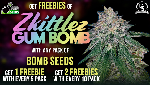 Bomb Seeds Zkittlez Bomb