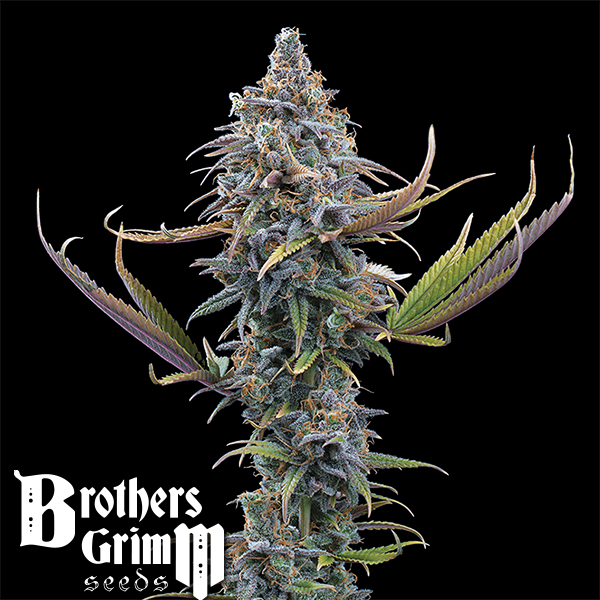 Brothers Grimm Seeds Apollo