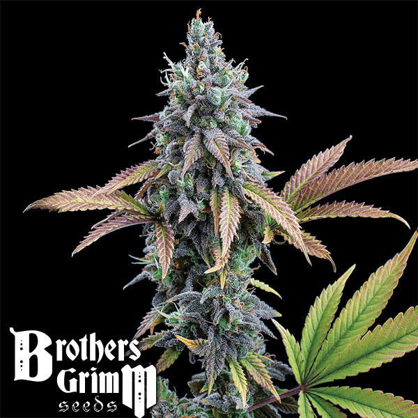 Brothers Grimm Seeds Cinderella 99