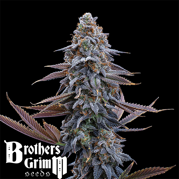 Brothers Grimm Seeds G13 Genius