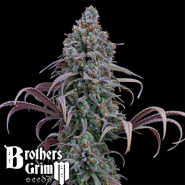 Brothers Grimm Seeds Rosetta Stone XX