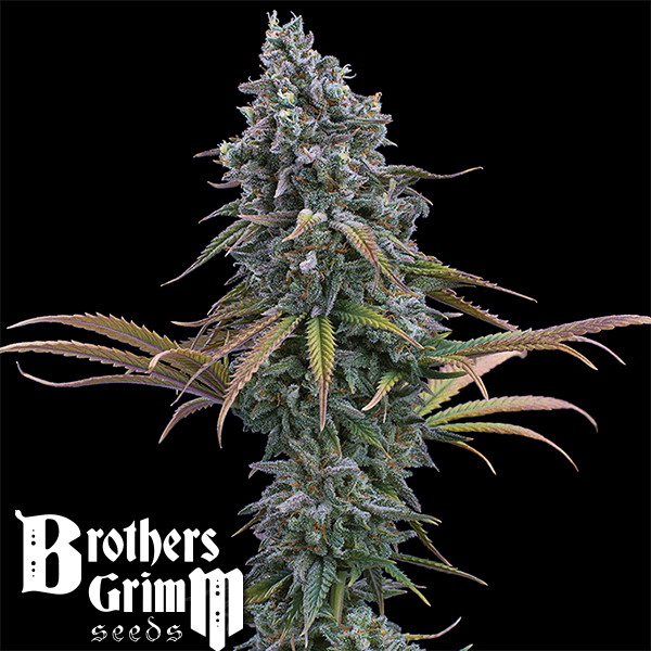 Brothers Grimm Seeds Space Queen