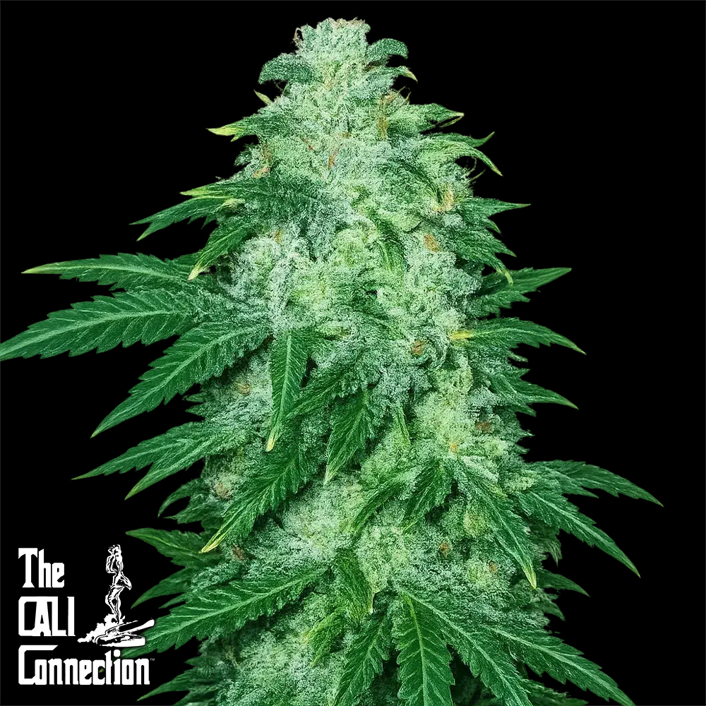 Cali Connection Seeds 22