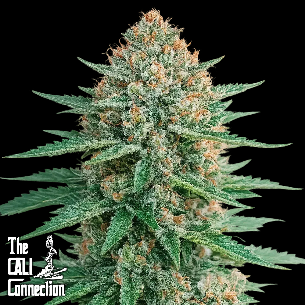 The Gold Line by Cali Connection Seeds Bellini