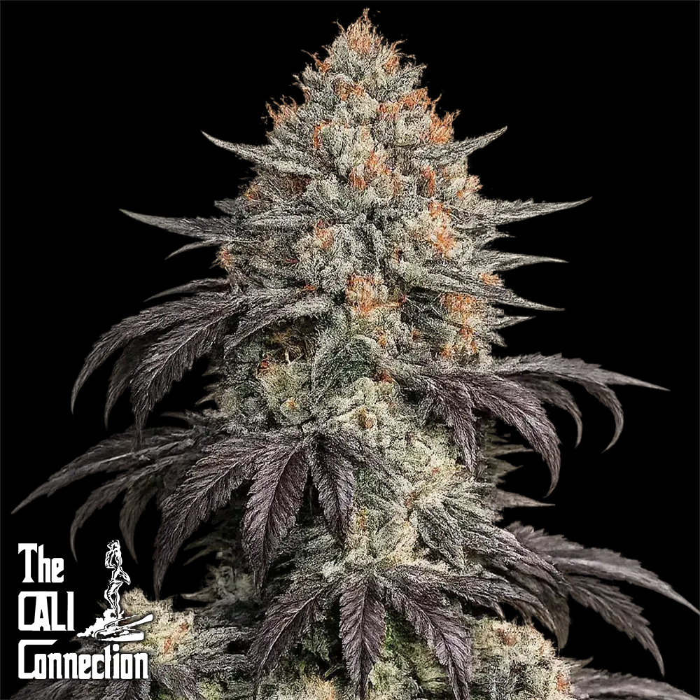 Cali Connection Seeds Black Kush