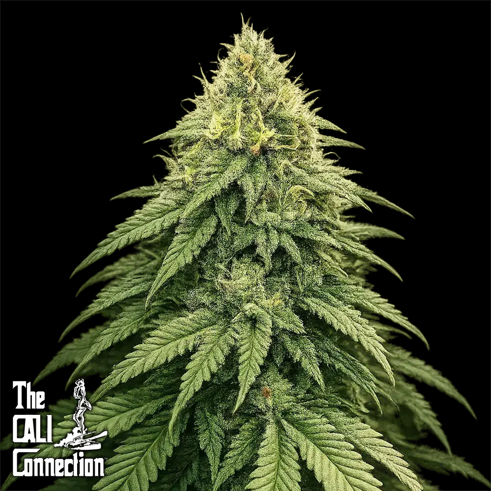 Cali Connection Seeds Boss Hogg