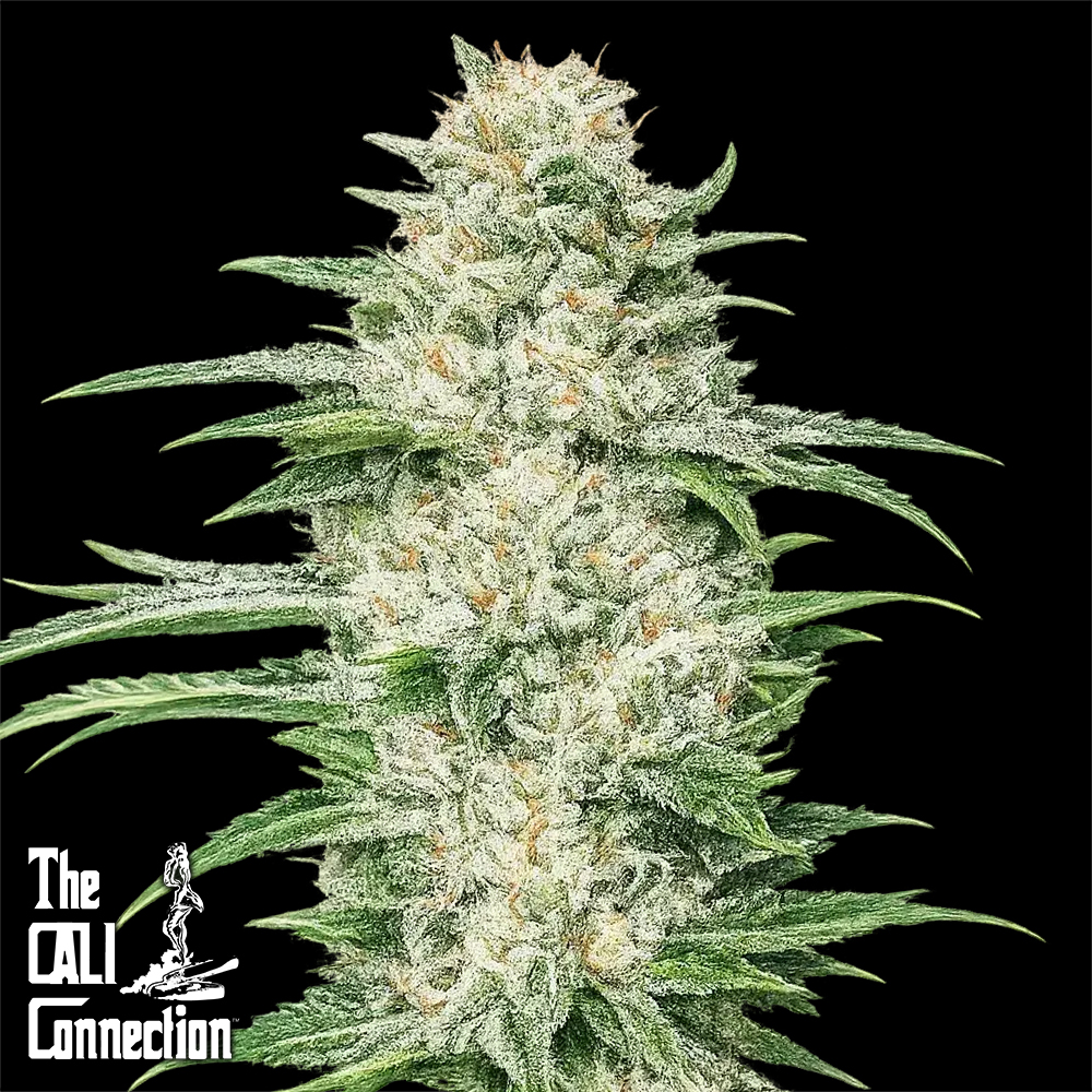 Cali Connection Seeds Buddha Tahoe OG