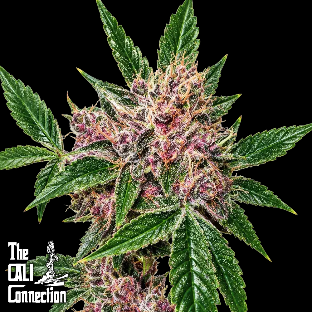 The Gold Line by Cali Connection Seeds Cherries Jubelee